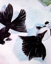 A watercolor painting of two panda moor goldfish, contrasting black and white colors, swimming in a shallow pond.
