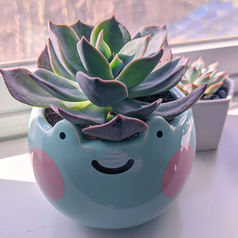 An echeveria 'blue prince' succulent in a cute planter that looks like a frog face. Planter from Shop Zoki (https://shopzoki.com/products/ebbo-frog-planter).