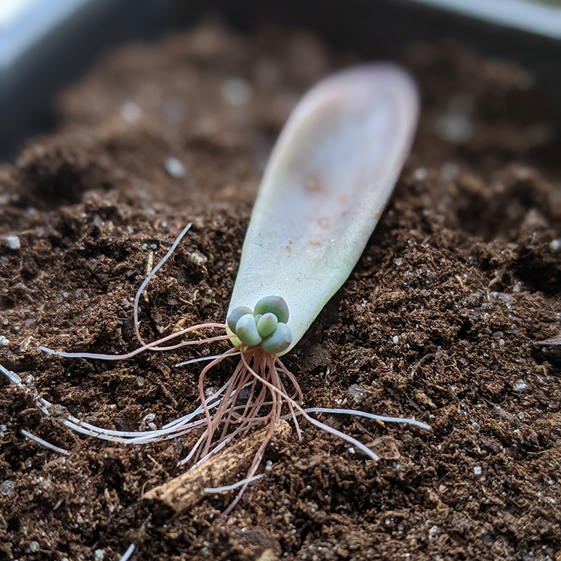 A newly rooted baby succulent