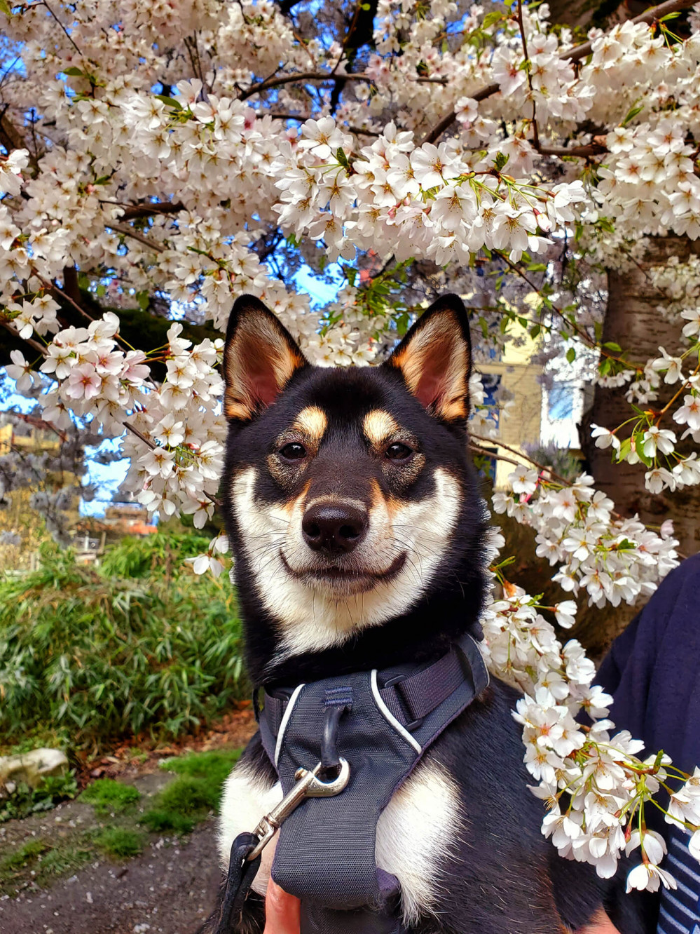 Soma the shiba inu posing for a portrait under a cherry blossom tree with a sly smile, like Mona Lisa.