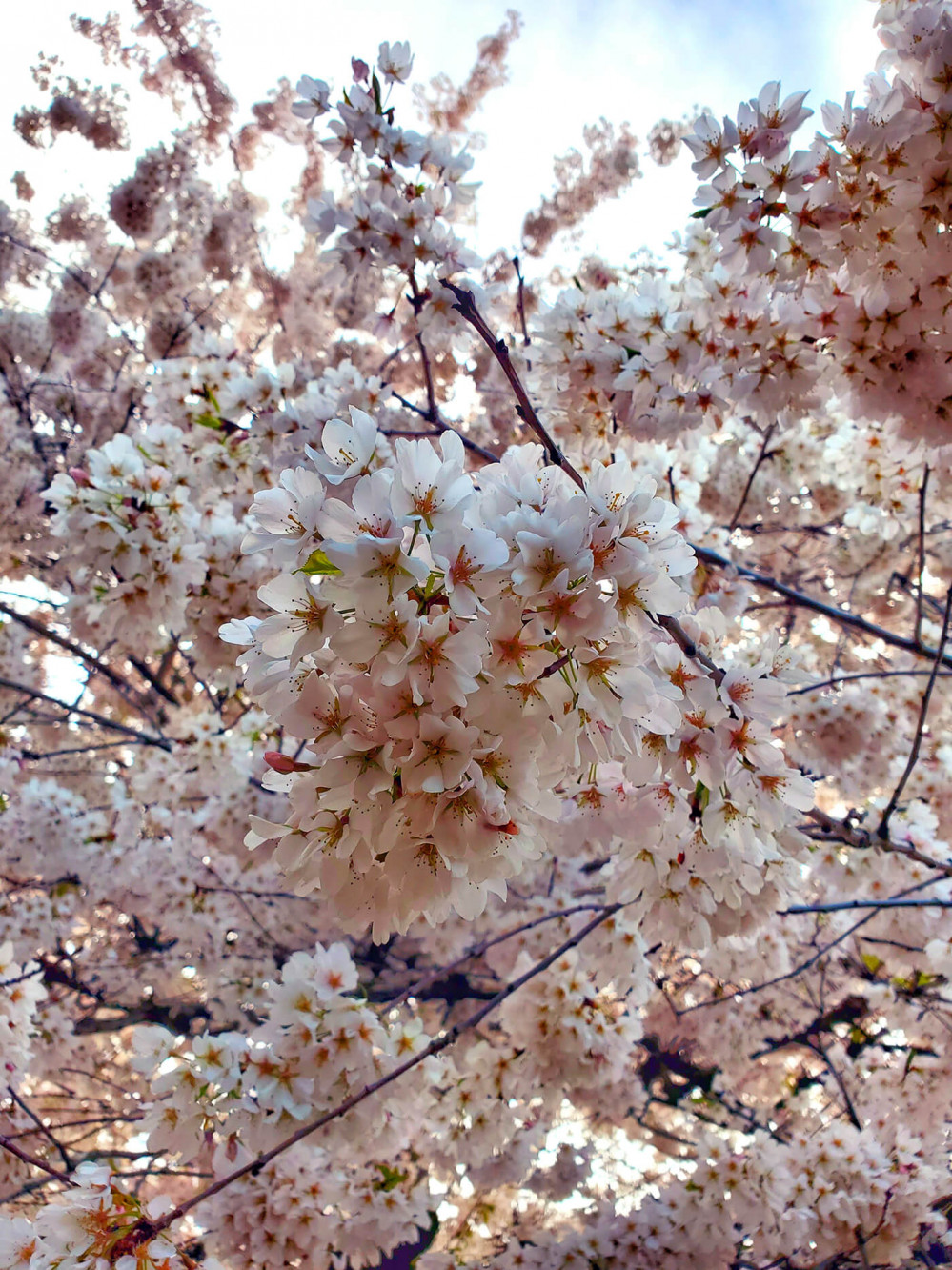 A closeup shot of cherry blossoms in full bloom