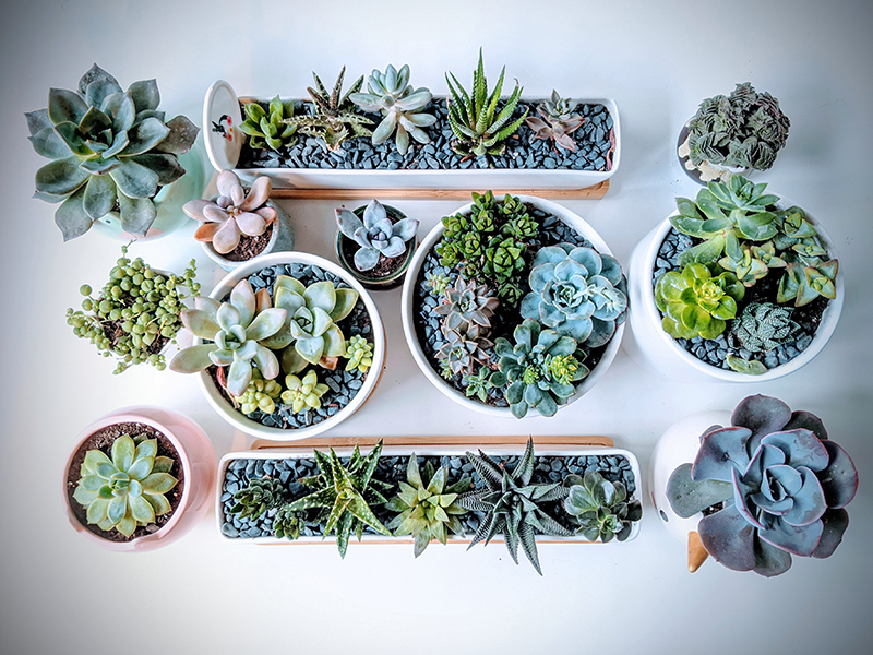 A top view of many varieties of succulent cactus including:  echeveria, graptoveria, pachyveria, sedum treleasei, crassula perforata, aloe plants and string of pearls.