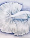 A watercolor painting of a fully white betta fish.