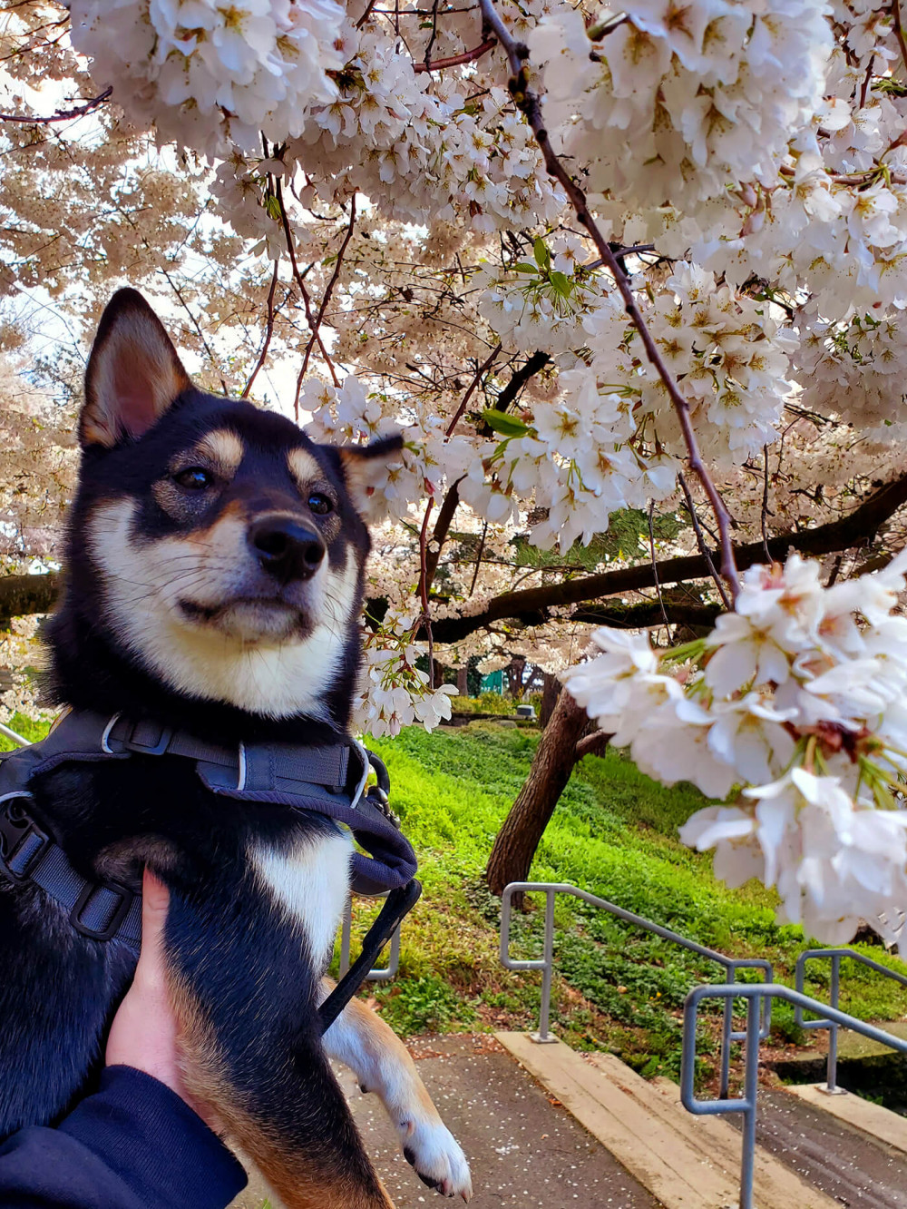 Soma the shiba inu quizzically staring at cherry blossoms