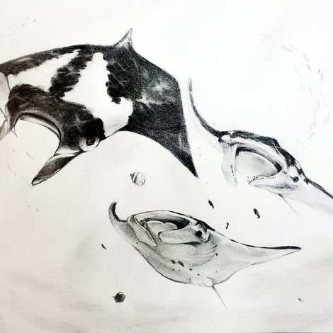 A pencil drawing of 3 large manta rays swimming through the sunny sea.