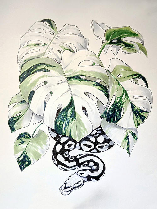 Albo Monstera Python by Amanda Eldreth