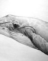 A pencil drawing of the side profile of a humpback whale.
