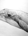 A pencil drawing of the side profile of a humpback whale.