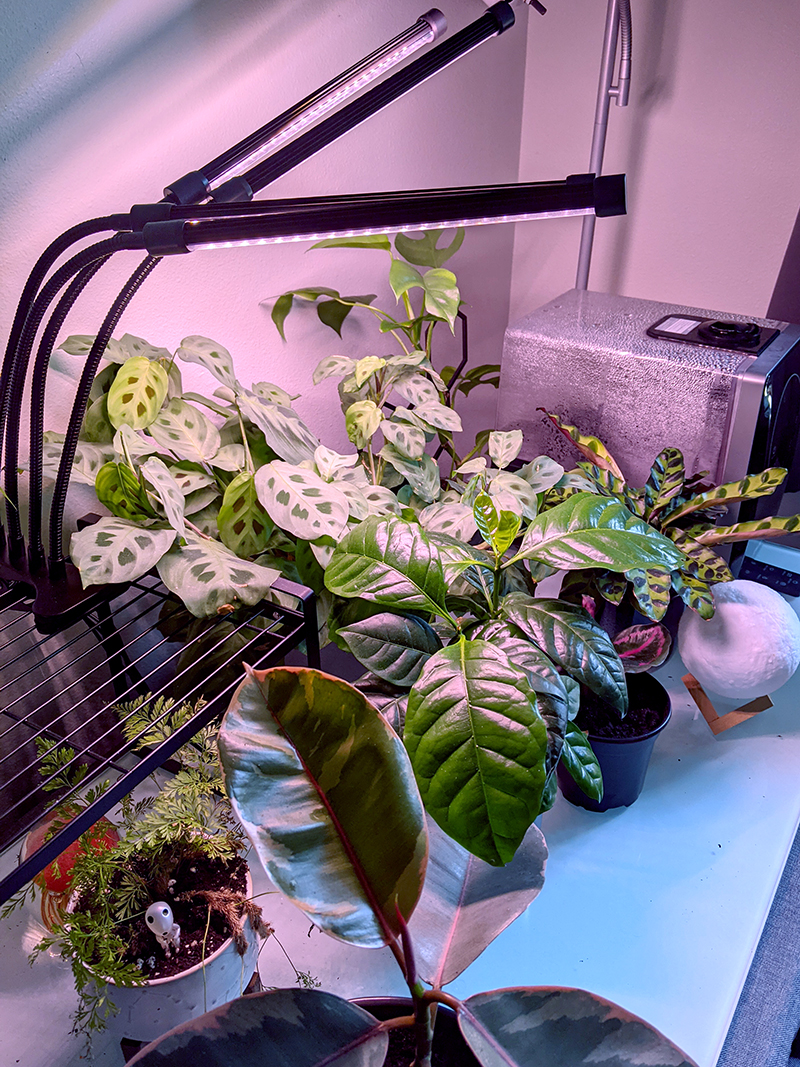 The plant table