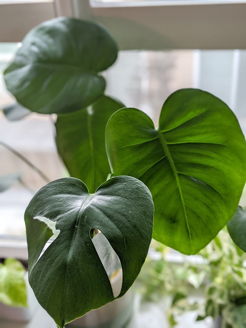 Monstera Deliciousa