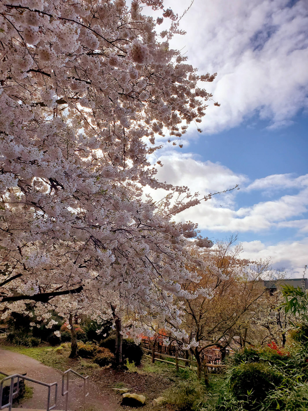 Cherry blossoms in full bloom against a bright blue sky.