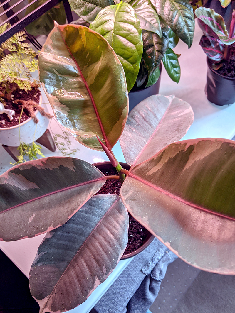 Variegated ruby ficus elastica