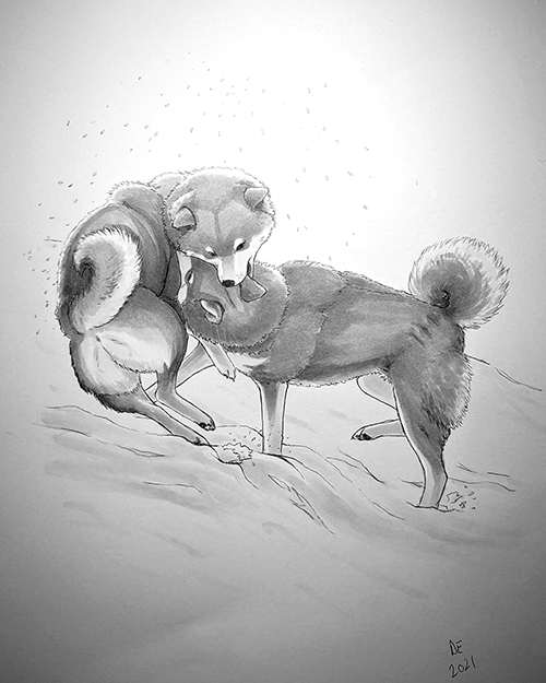 Shiba Collide by Amanda Eldreth